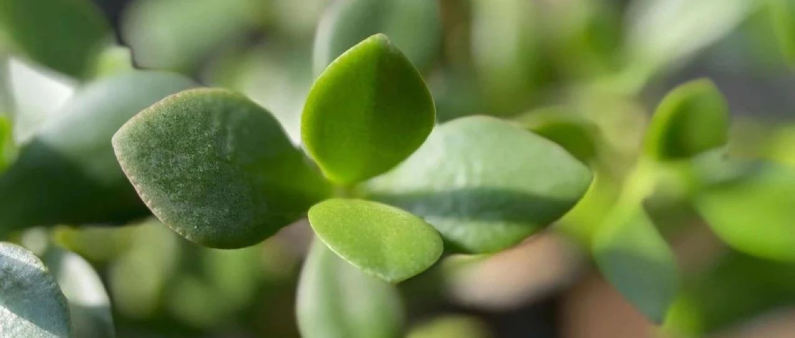 Featured image of post 茅台涨价