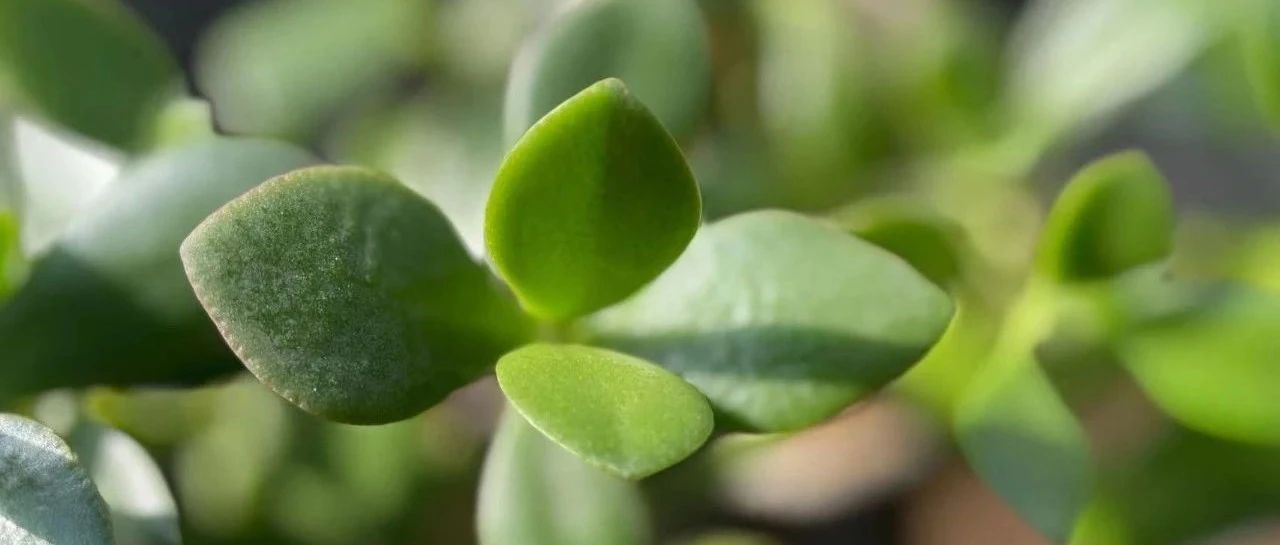 绿你没商量